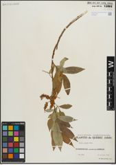 Foto von Salix lucida Muhl.